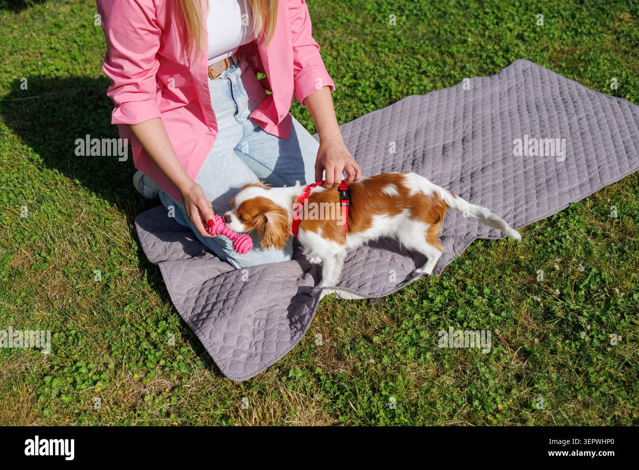 I cuccioli Cavalier King Charles Spaniel giocano con i proprietari nella Summer Park Collection di 21 immagini Foto Stock