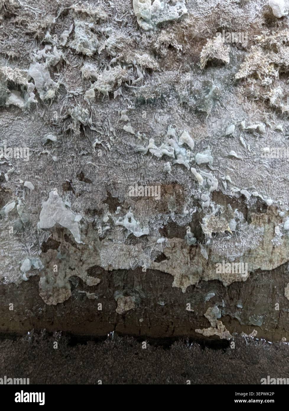 Vista ravvicinata di una superficie in calcestruzzo invecchiato che mostra un'ampia superficie di sbucciatura della vernice, intonaco sfalsato e striature minerali. La texture rivela un tema poroso ruvido Foto Stock