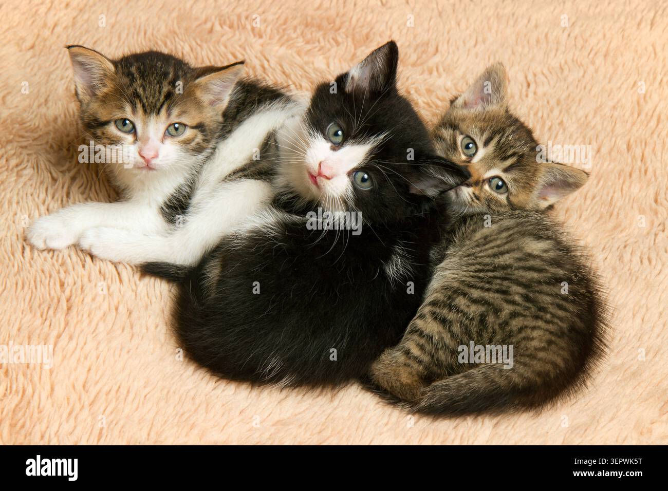 Tre piccoli gattini che guardano la telecamera. Ritratto dei gattini. Foto Stock