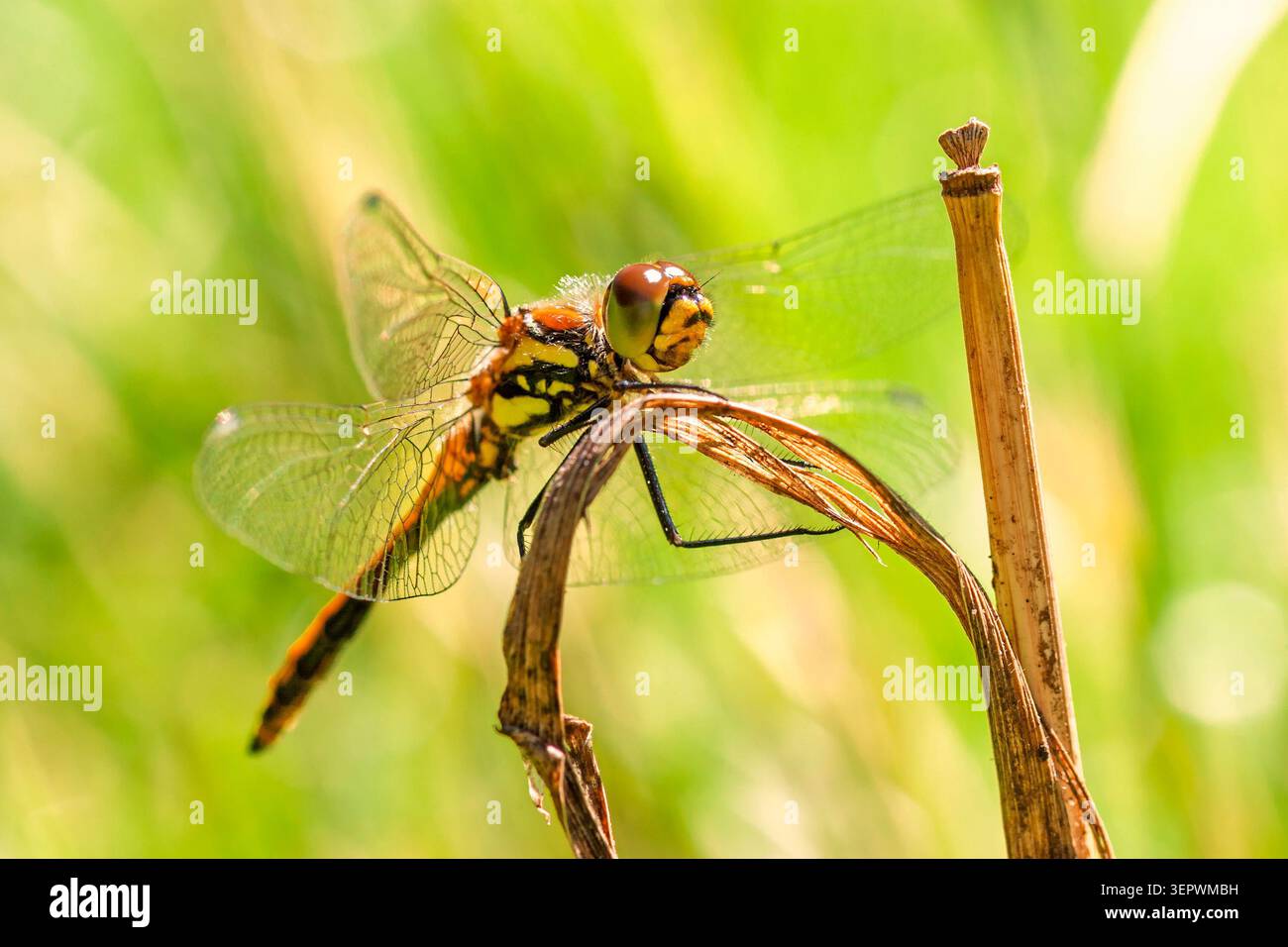 Dragonfly seduto su una lama asciutta di erba sotto il sole su un prato Foto Stock