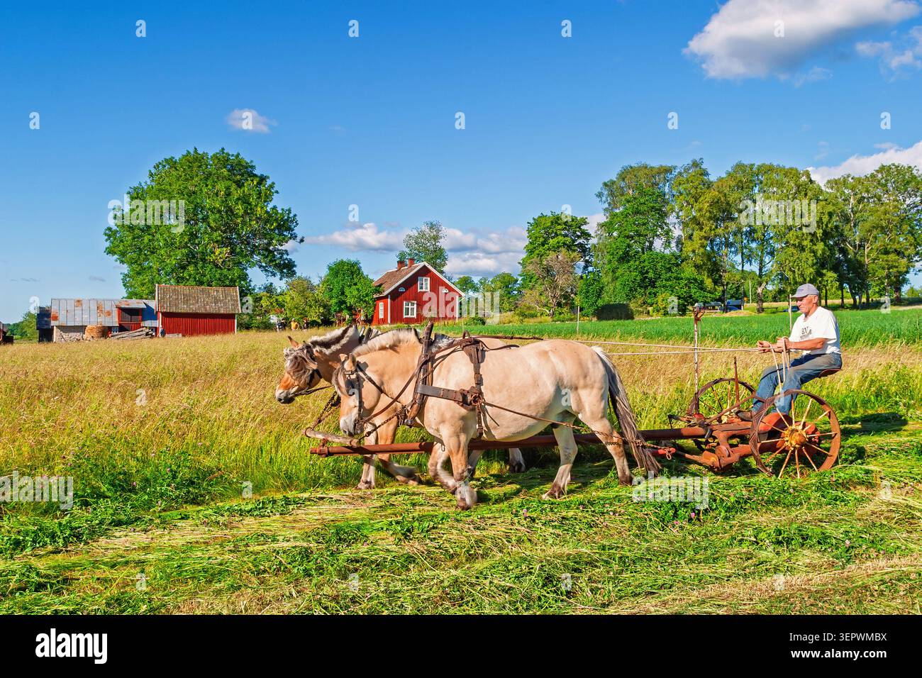 Fienagione con cavalli su un prato erboso una soleggiata giornata estiva in campagna Foto Stock