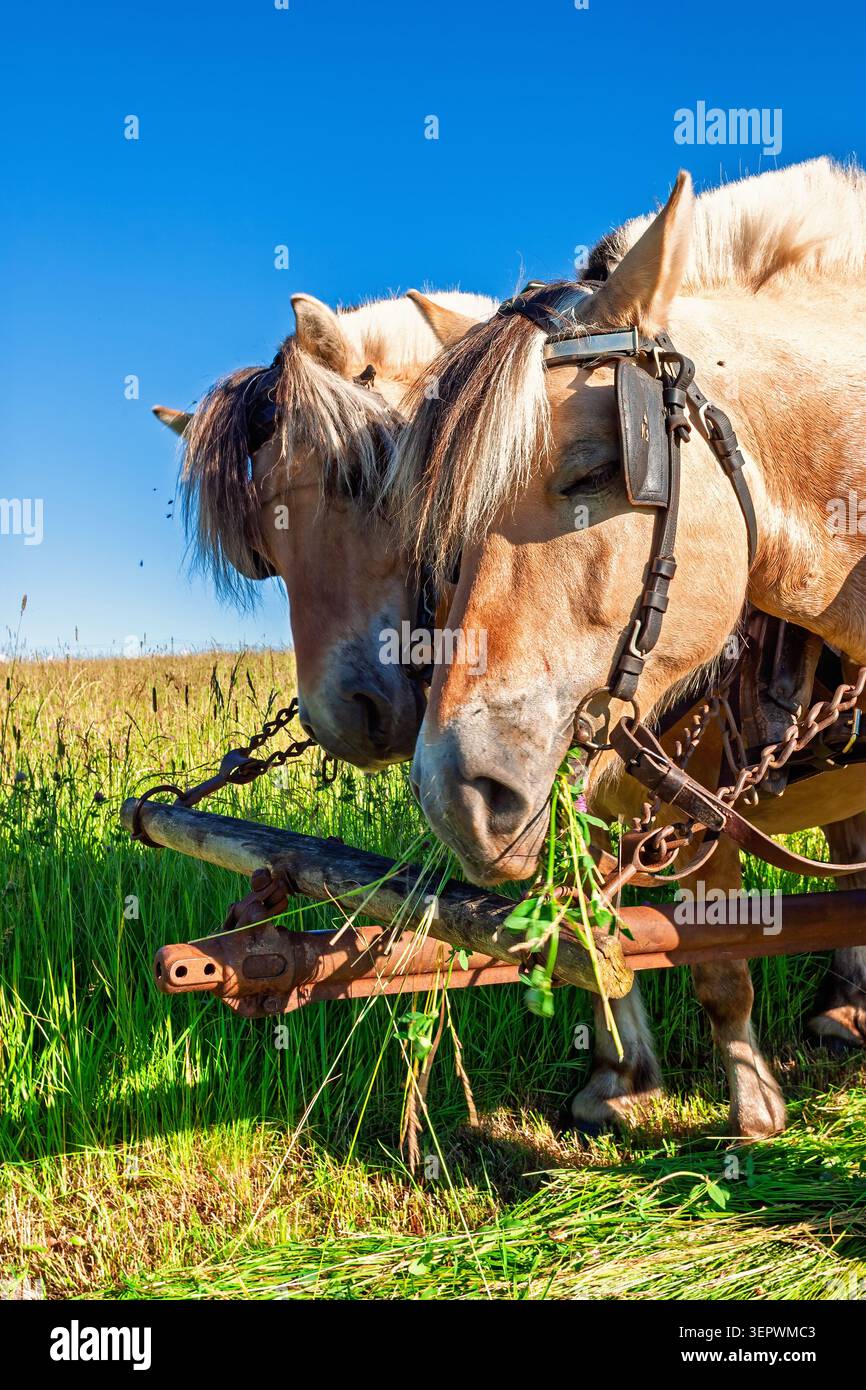 Cavalli fiordi con imbracatura alla fienagione su un prato erboso Foto Stock