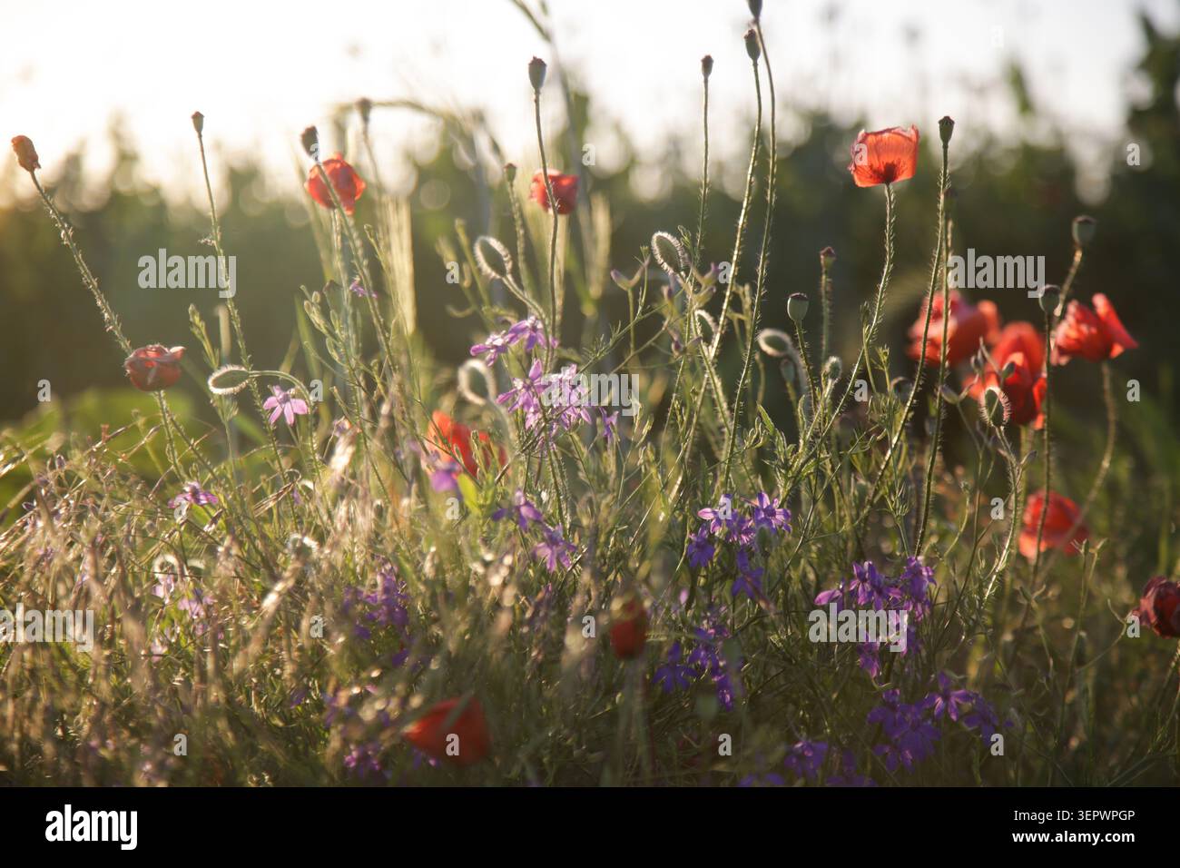 Papaveri selvatici e fiori di campo viola che brillano alla luce del sole, coloratissimi prati che celebrano la bellezza della natura e il fascino del paese Foto Stock