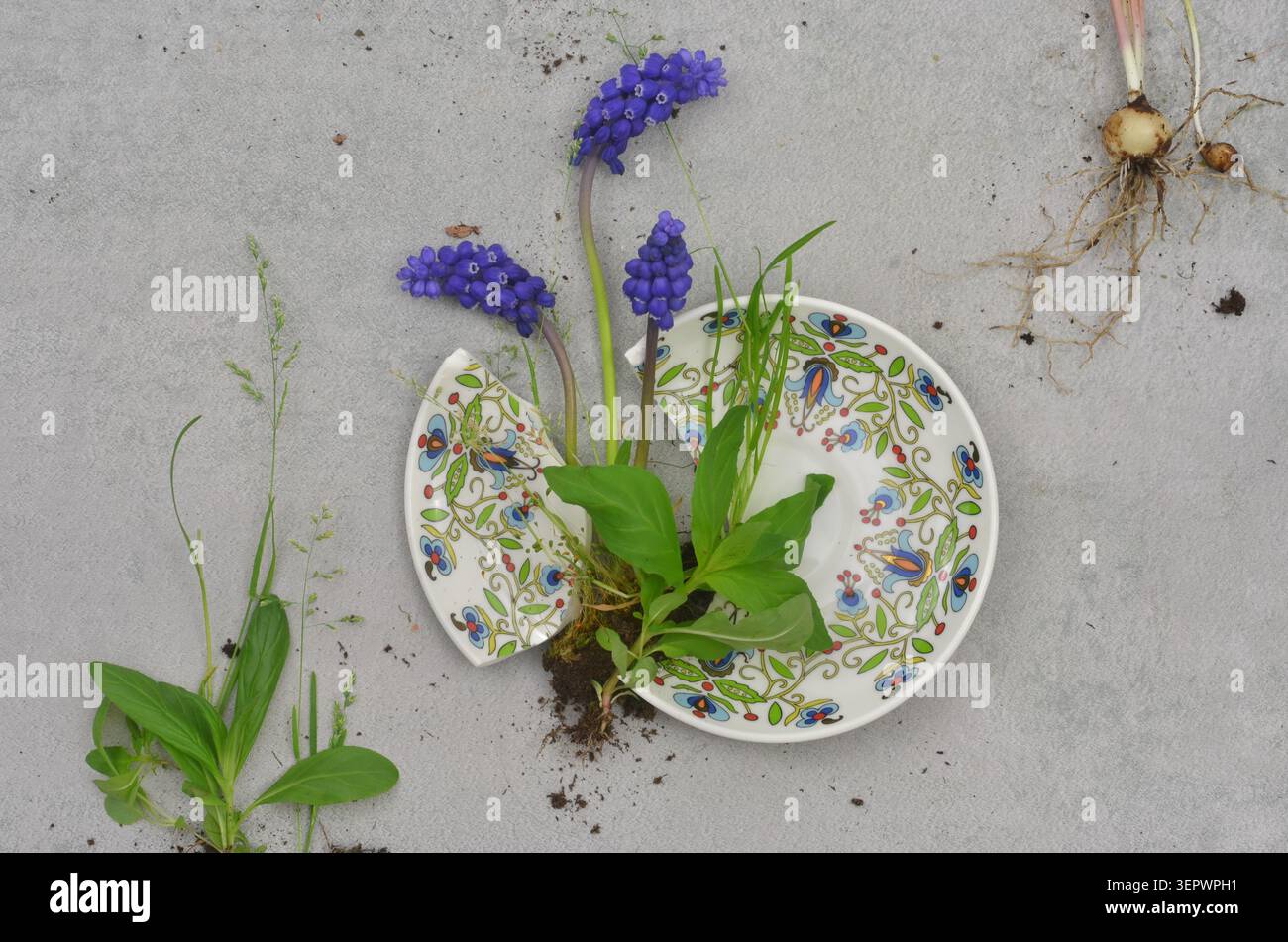 Fiori blu che crescono da piatti rotti, radici, foglie e terreno su uno sfondo grigio fotografato dall'alto. Educazione ambientale. Foto Stock