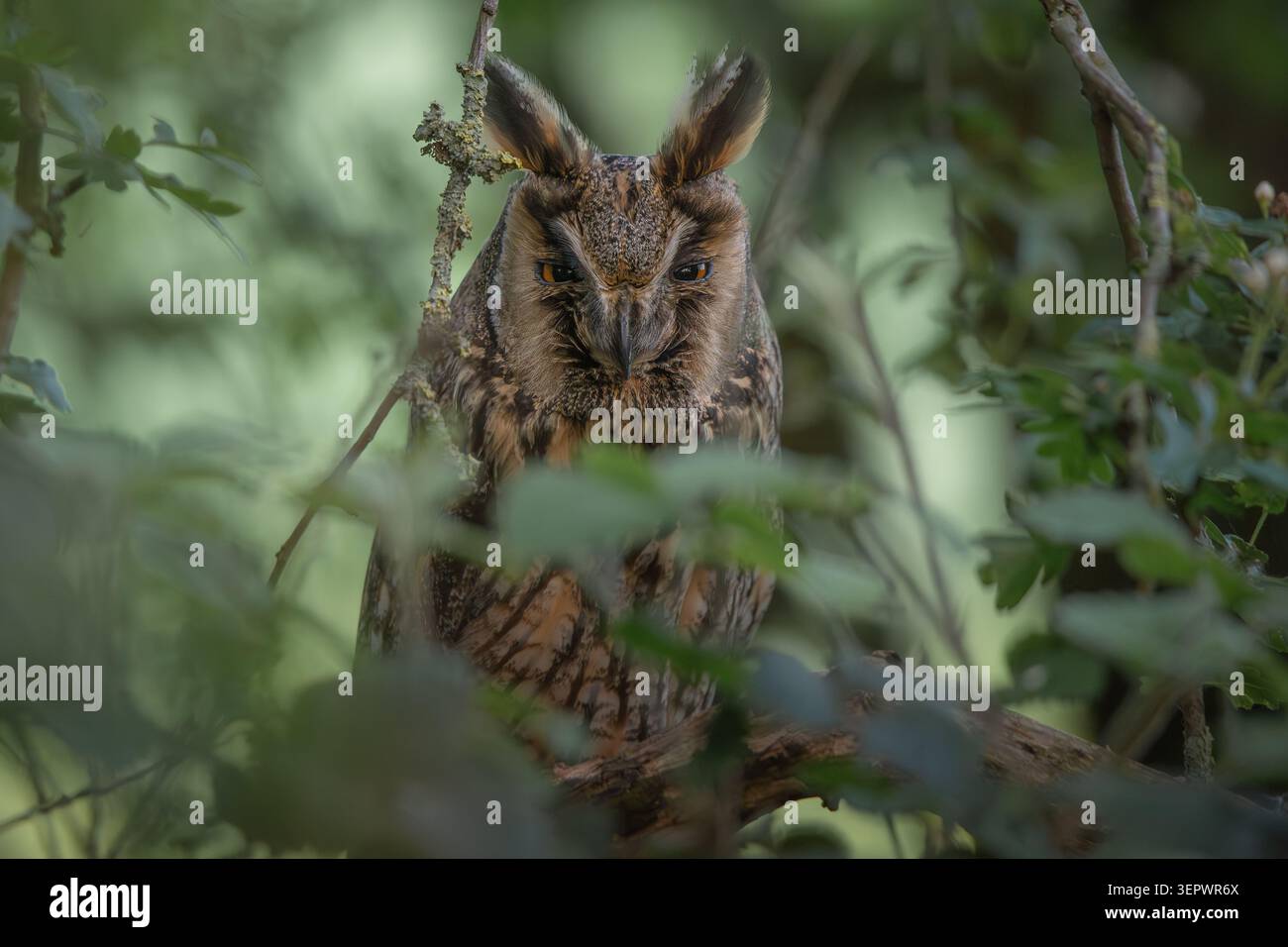 gufo dalle orecchie lunghe seduto sugli alberi Foto Stock