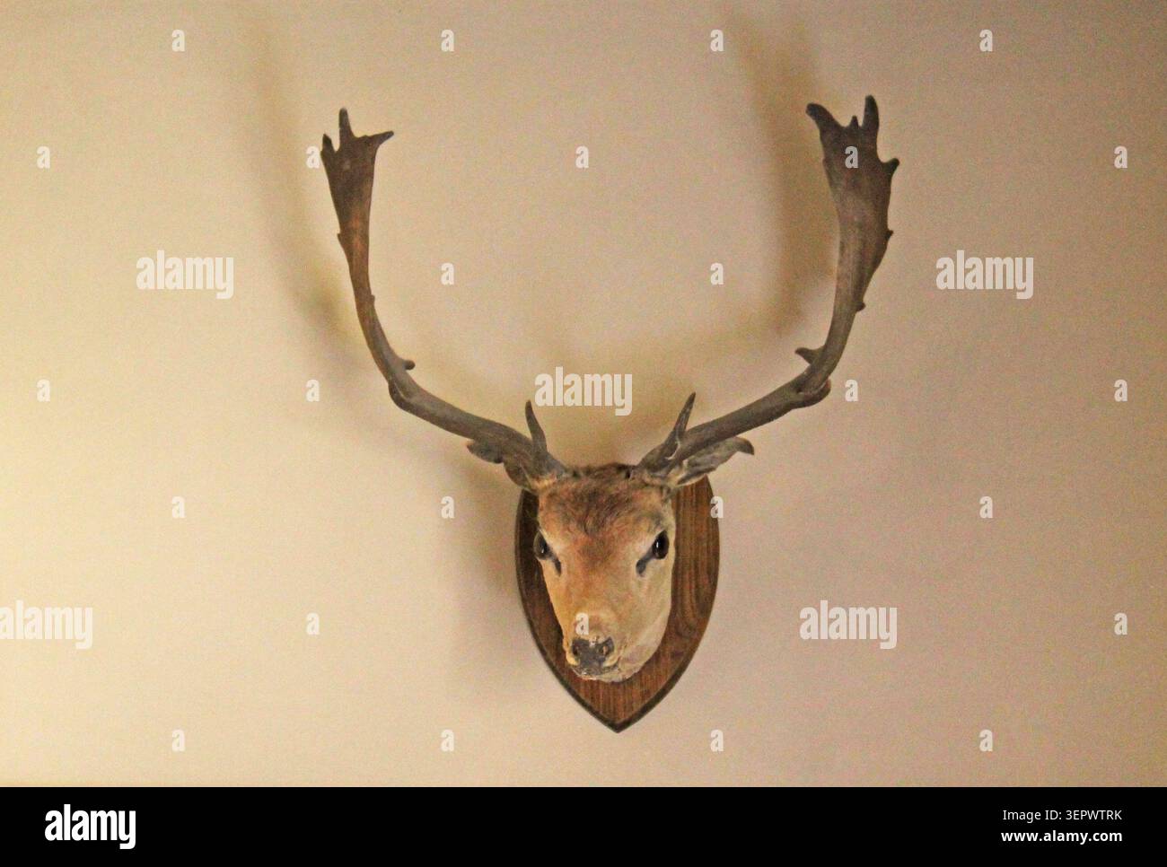 La testa e le Antlers di un animale da cervo da trofeo. Foto Stock