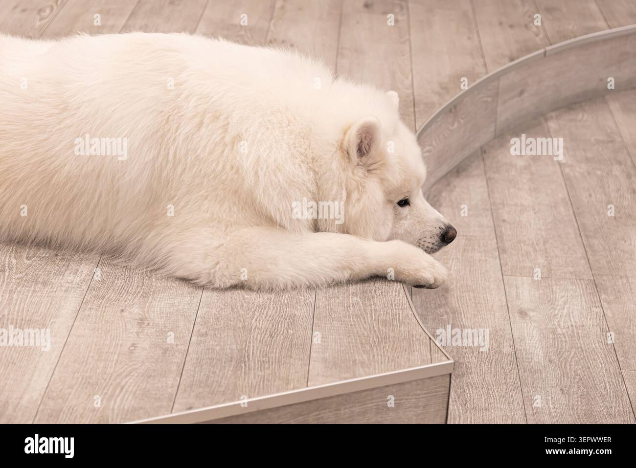 Samoyede riposa tranquillamente accanto alla parete interna curva del Samoyed Cafe moffu ad Harajuku, Tokyo, Giappone. Foto Stock