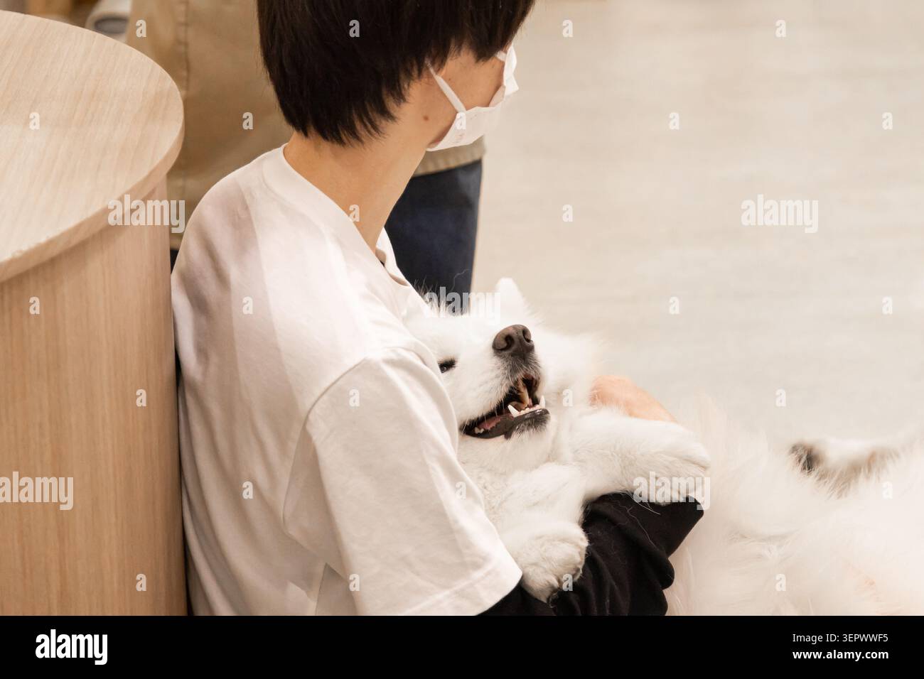 Un visitatore culla un Samoiedo sorridente al Samoyed Cafe moffu ad Harajuku, Tokyo, Giappone. Foto Stock