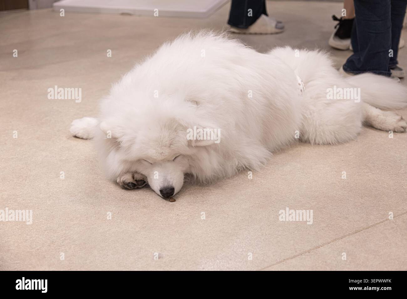 Samoyede dorme sul pavimento del caffè mentre i visitatori si trovano nelle vicinanze del Samoyed Cafe moffu ad Harajuku, Tokyo, Giappone. Foto Stock