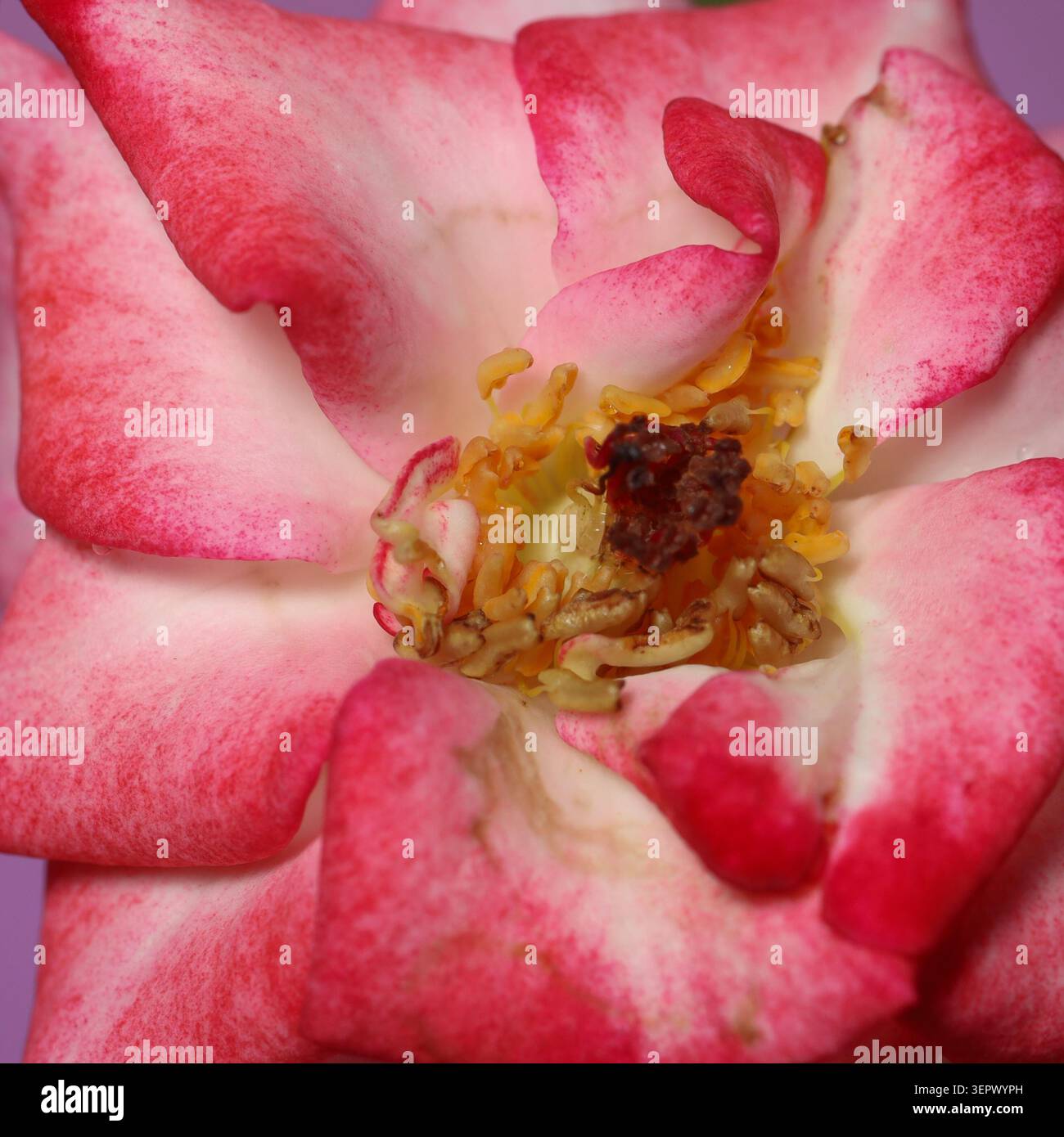 La vista macro estrema di una rosa e bianca rivela intricate texture di petali, strutture di polline e delicati motivi naturali all'interno del centro del fiore. Foto Stock