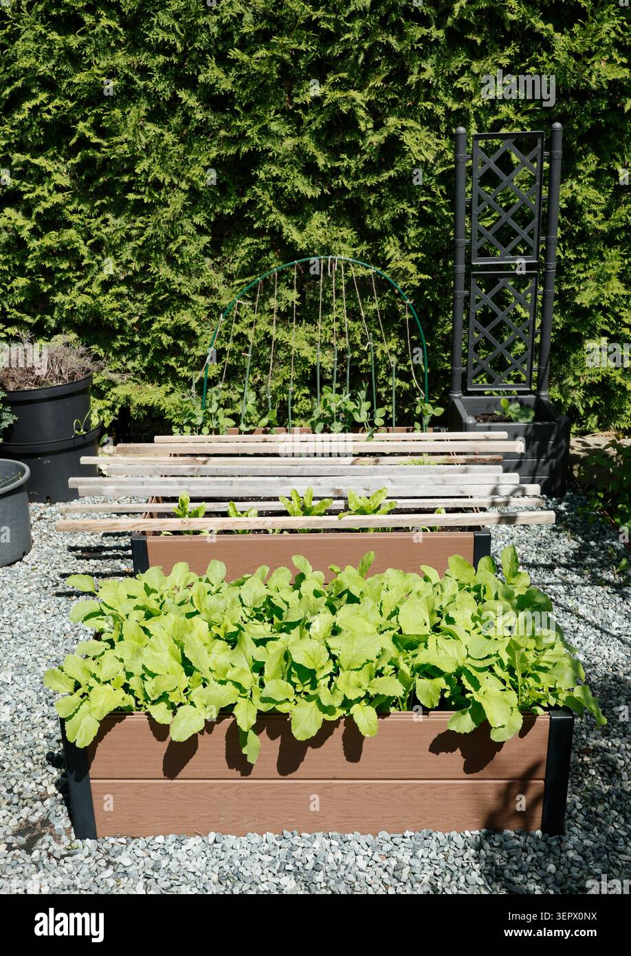 Fai crescere la tua tendenza alimentare con il ravanello verde che cresce nei moderni letti rialzati. Concetto di trasformazione nel cortile con legno composito sostenibile Foto Stock