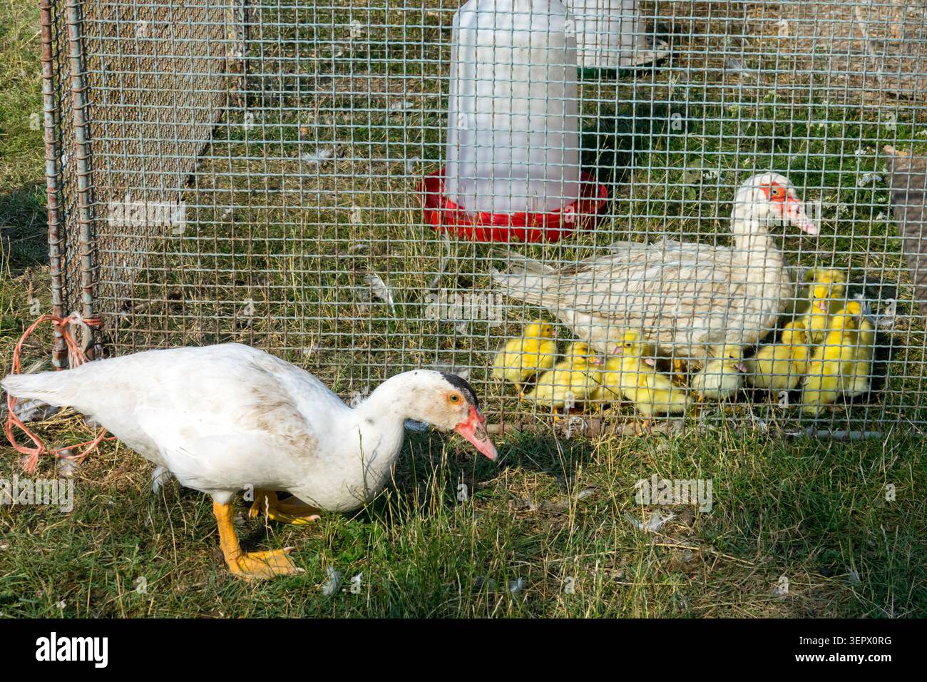 Anatre moscovita domestiche Cairina moschata domestica con un gruppo di anatre gialle in una gabbia di filo su un'erba verde Foto Stock