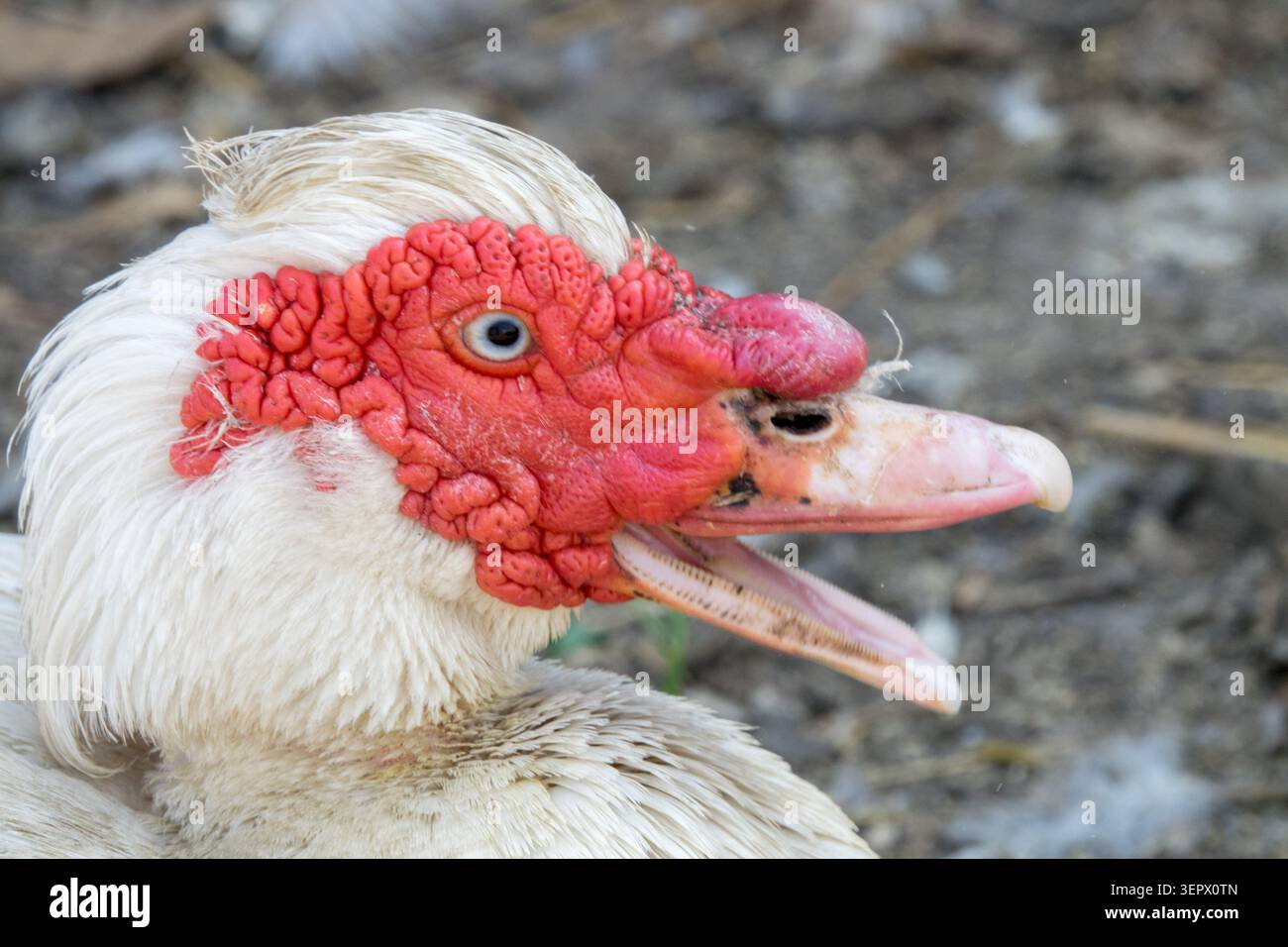 Dettaglio del capo di un'anatra moscovita domestica Cairina moschata domestica con caruncoli rossi Foto Stock