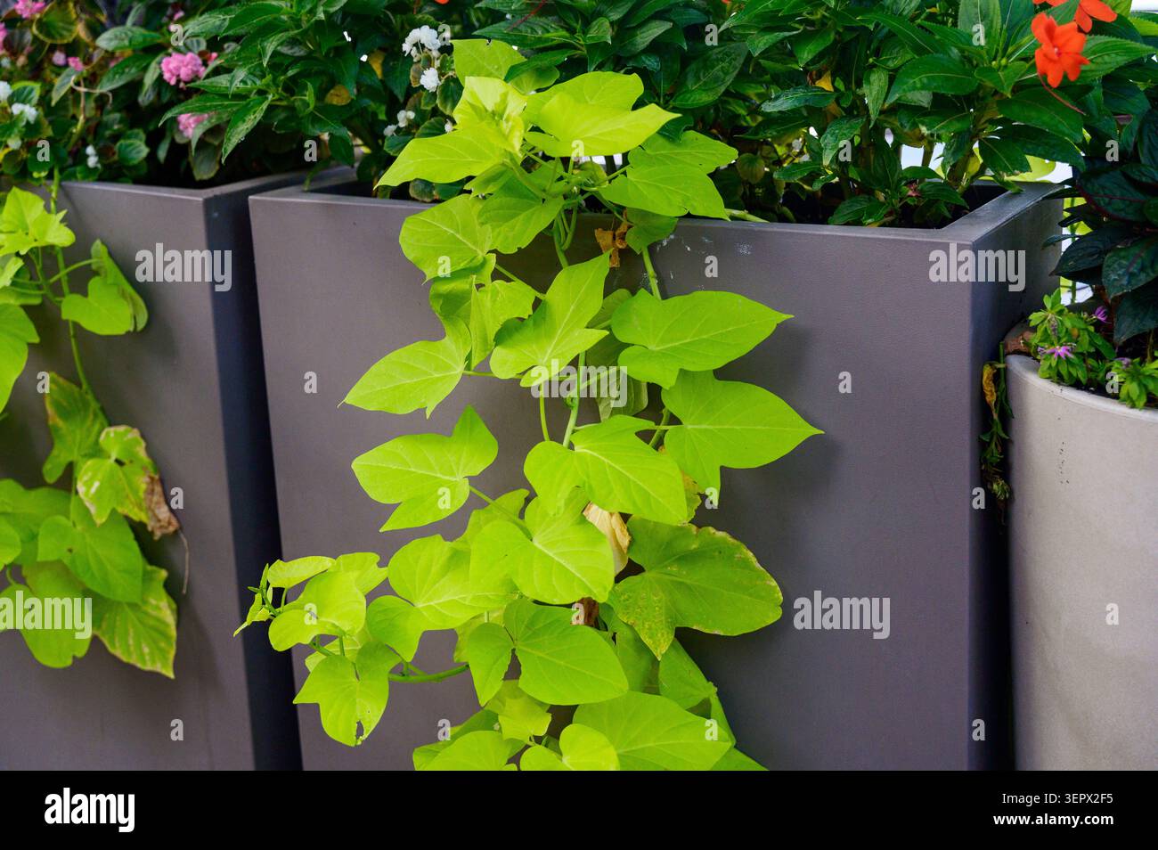 Vite decorativa Ipomoea batatas di patate dolci proveniente da una moderna piantatrice quadrata grigia all'aperto. Concetto di architettura paesaggistica urbana, contemporanea Foto Stock