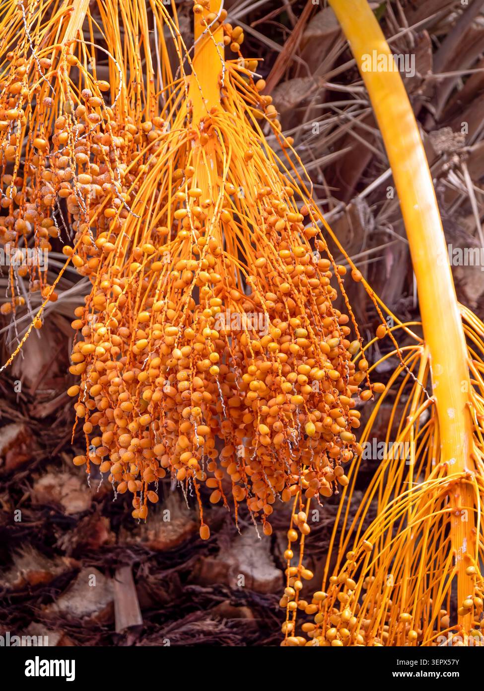 Il seme della palma da dattero (Phoenix dactylifera), fotografato nella savana del Parco Nazionale di Etosha. Il parco nazionale di Etosha si trova nel nord di Nami Foto Stock