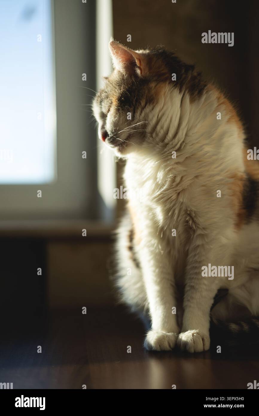 Un gatto carino dorme su un tavolo al tramonto Foto Stock