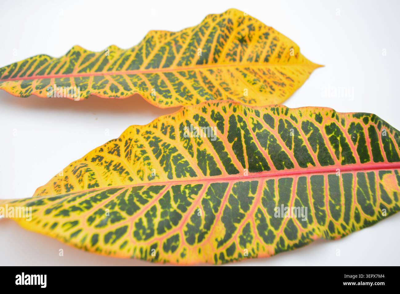 Foglie di croton vibranti su sfondo bianco. Con ricche venature gialle, verdi e rosse. Foto Stock