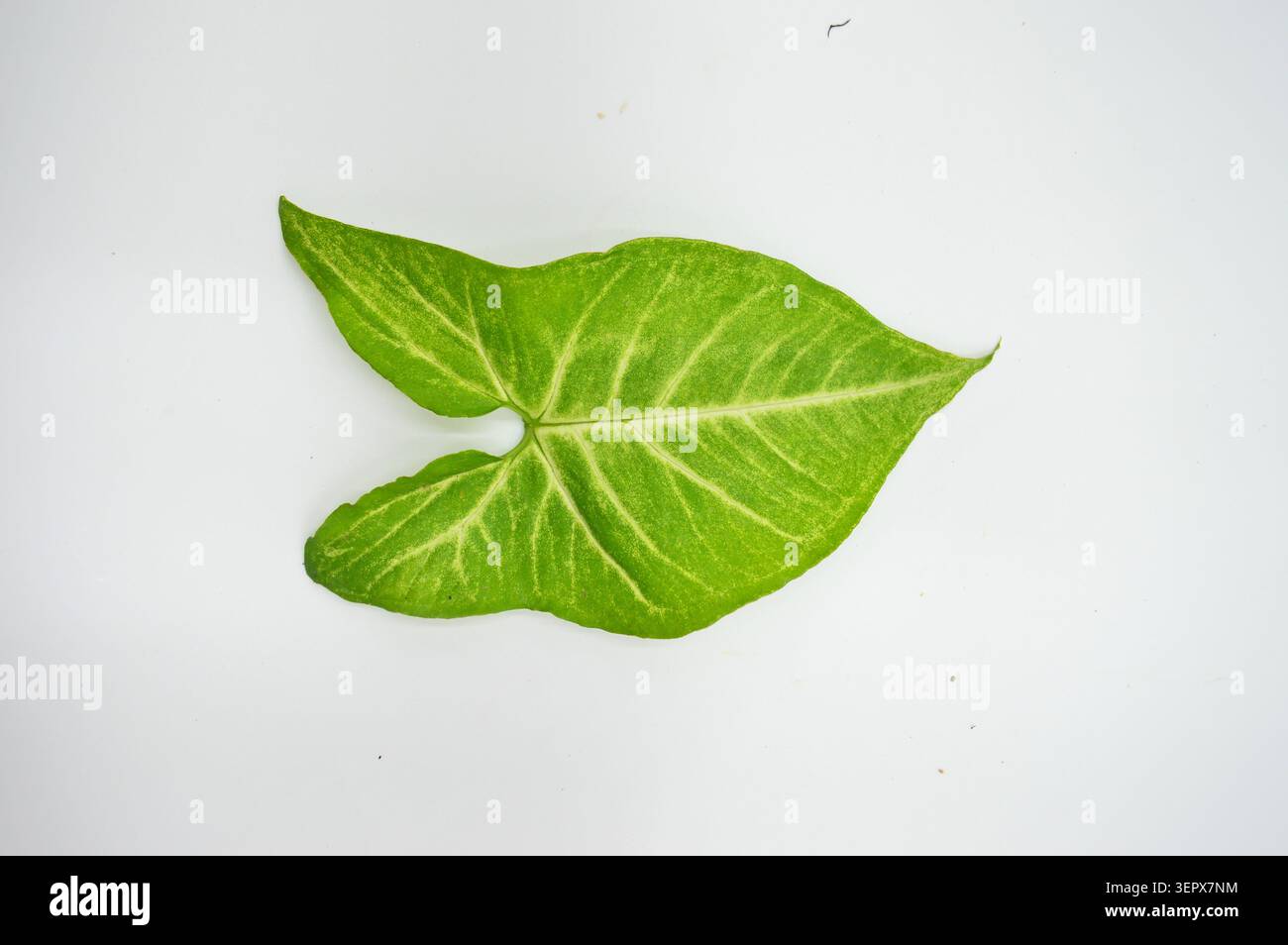 Un'unica foglia verde lussureggiante di Syngonium con venature bianche visibili, isolata sul bianco per evidenziare la sua forma unica Foto Stock