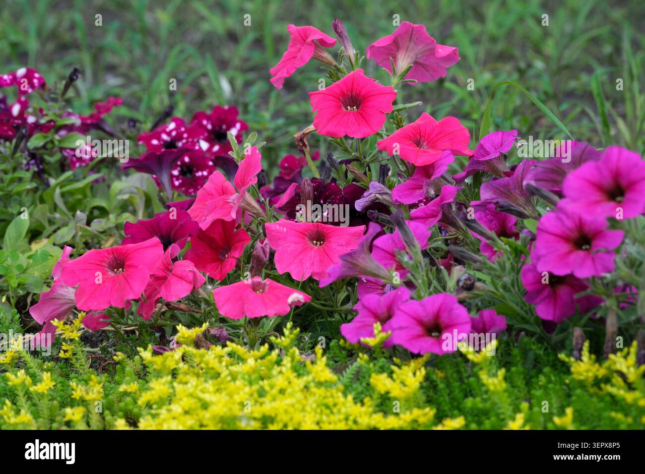 Le vivaci petunie in tonalità rosa e viola creano una scena allegra in primavera. Foto Stock