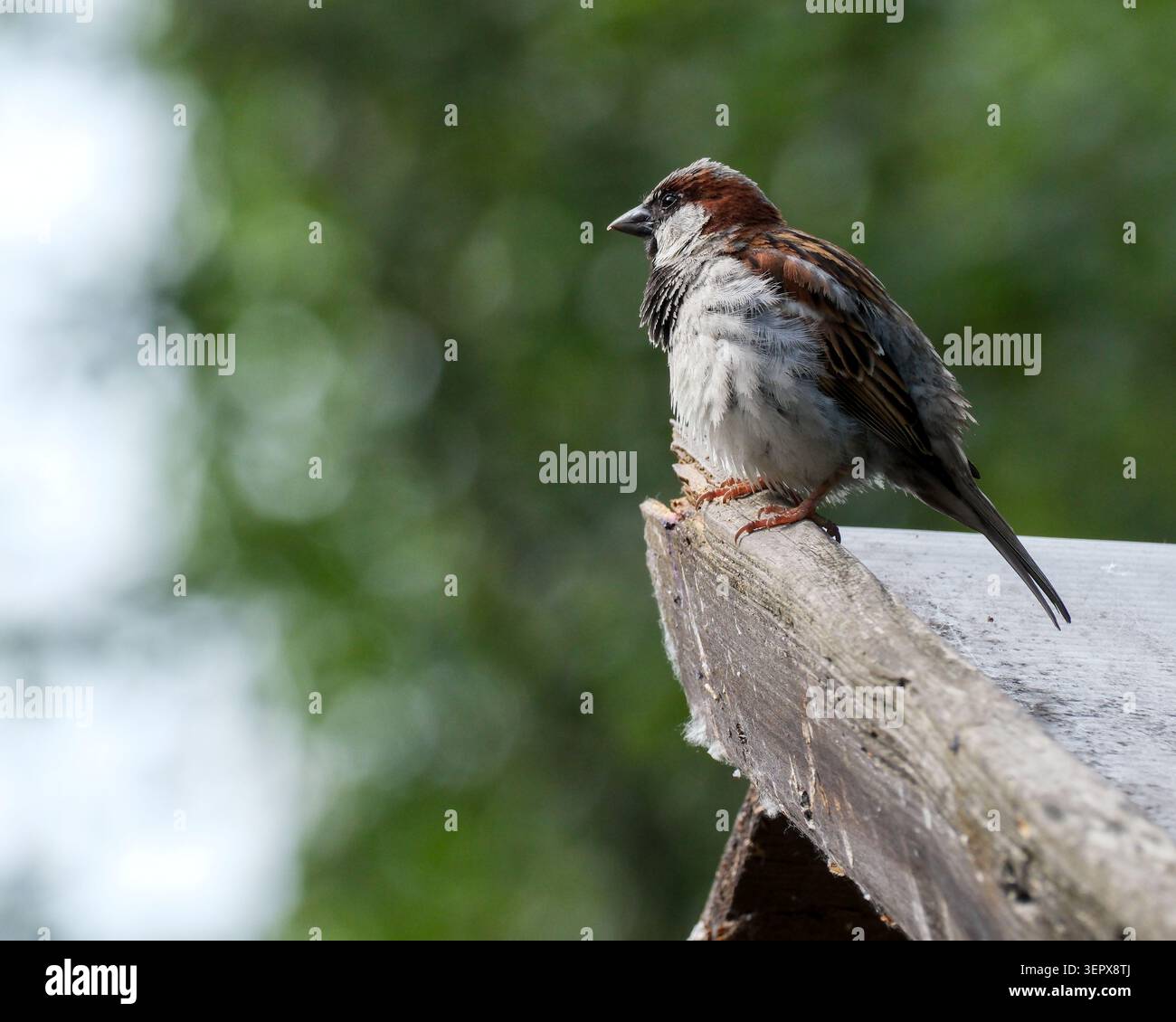 Un piccolo passero si erge orgogliosamente su una sporgenza di legno, osservando i suoi dintorni lussureggianti. Foto Stock