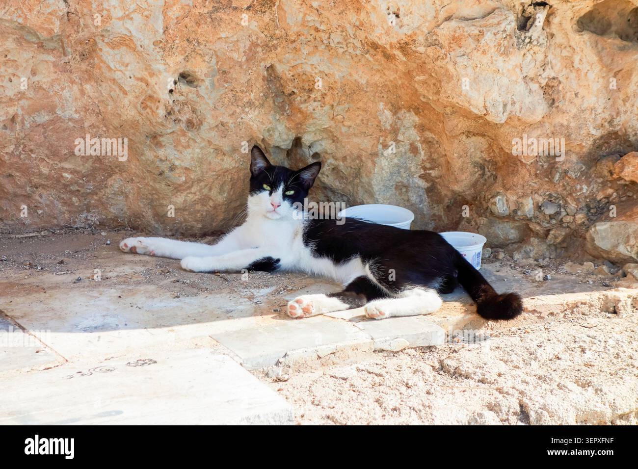 Gatto bianco e nero che riposa all'ombra dell'antico muro di pietra a Nauplia, in Grecia Foto Stock