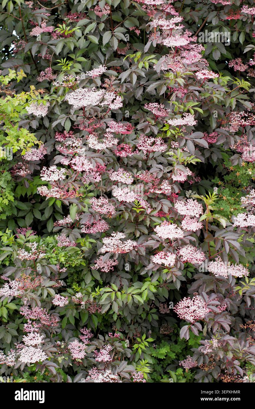 Sambucus nigra. Anziano. Ammassi di fiori bianchi e fogliame viola di Sambucus nigra per porfilla 'Thundercloud' in tarda primavera. REGNO UNITO Foto Stock