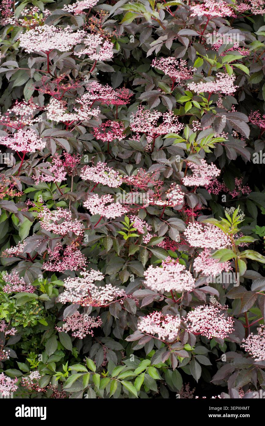 Sambucus nigra. Anziano. Ammassi di fiori bianchi e fogliame viola di Sambucus nigra per porfilla 'Thundercloud' in tarda primavera. REGNO UNITO Foto Stock