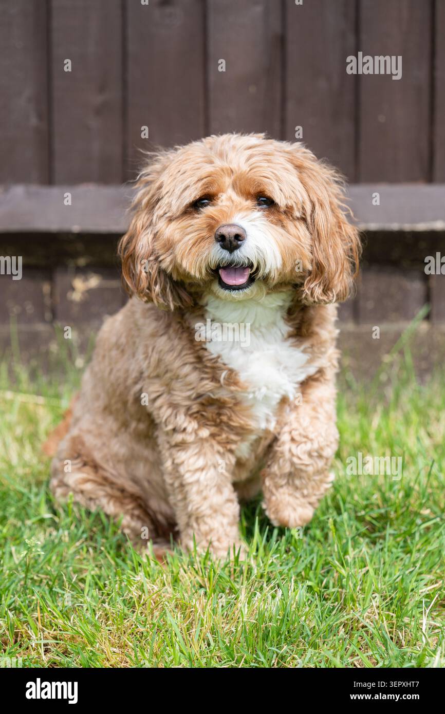 Felice Cavapoo seduto su erba in un giardino con la sua zampa anteriore sollevata Foto Stock