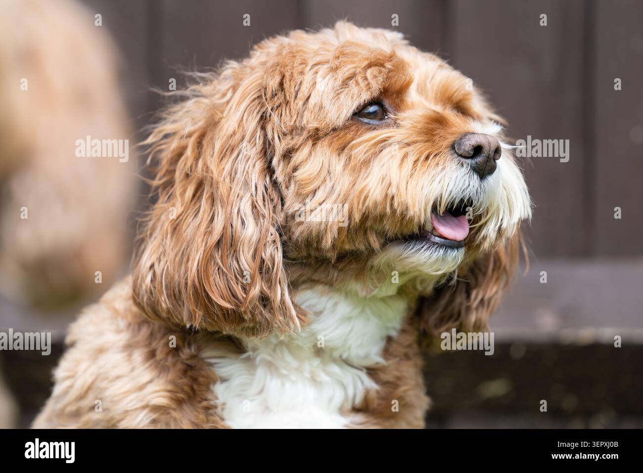 Primo piano Ritratto di un cane Cavapoo felice che guarda al lato esterno Foto Stock