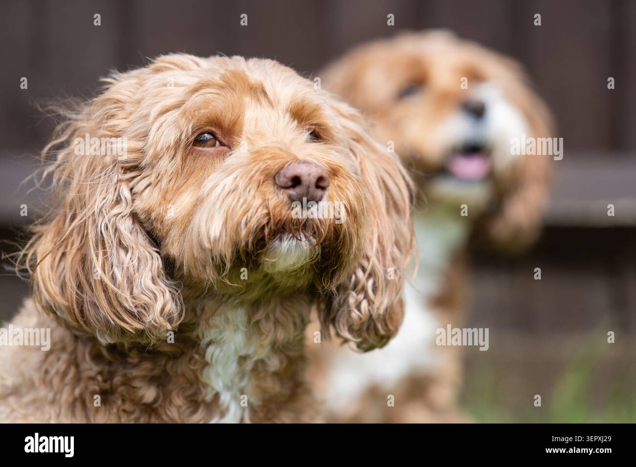 Primo piano Ritratto di due cani Cavapoo in un giardino, con quello frontale in Sharp Focus Foto Stock