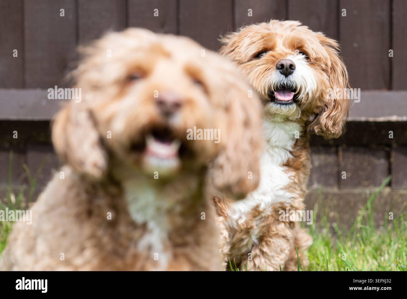 Due cani Cavapoo sorridenti e felici che giocano in giardino con messa a fuoco selettiva e bassa profondità di campo Foto Stock