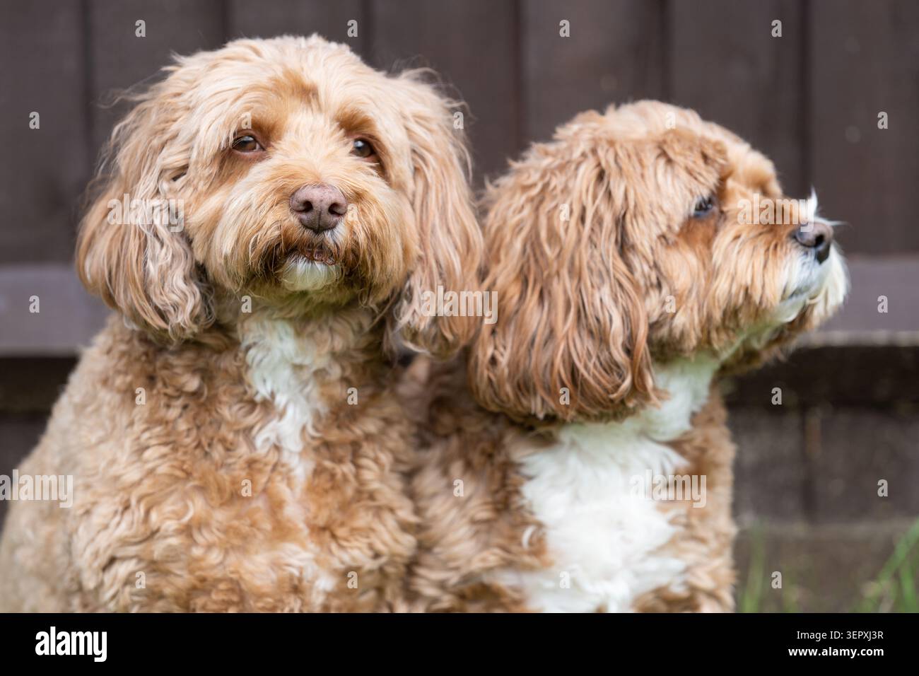Due adorabili cani Cavapoo seduti insieme nel Ritratto all'aperto in un giardino britannico in estate, mentre uno guarda la fotocamera Foto Stock