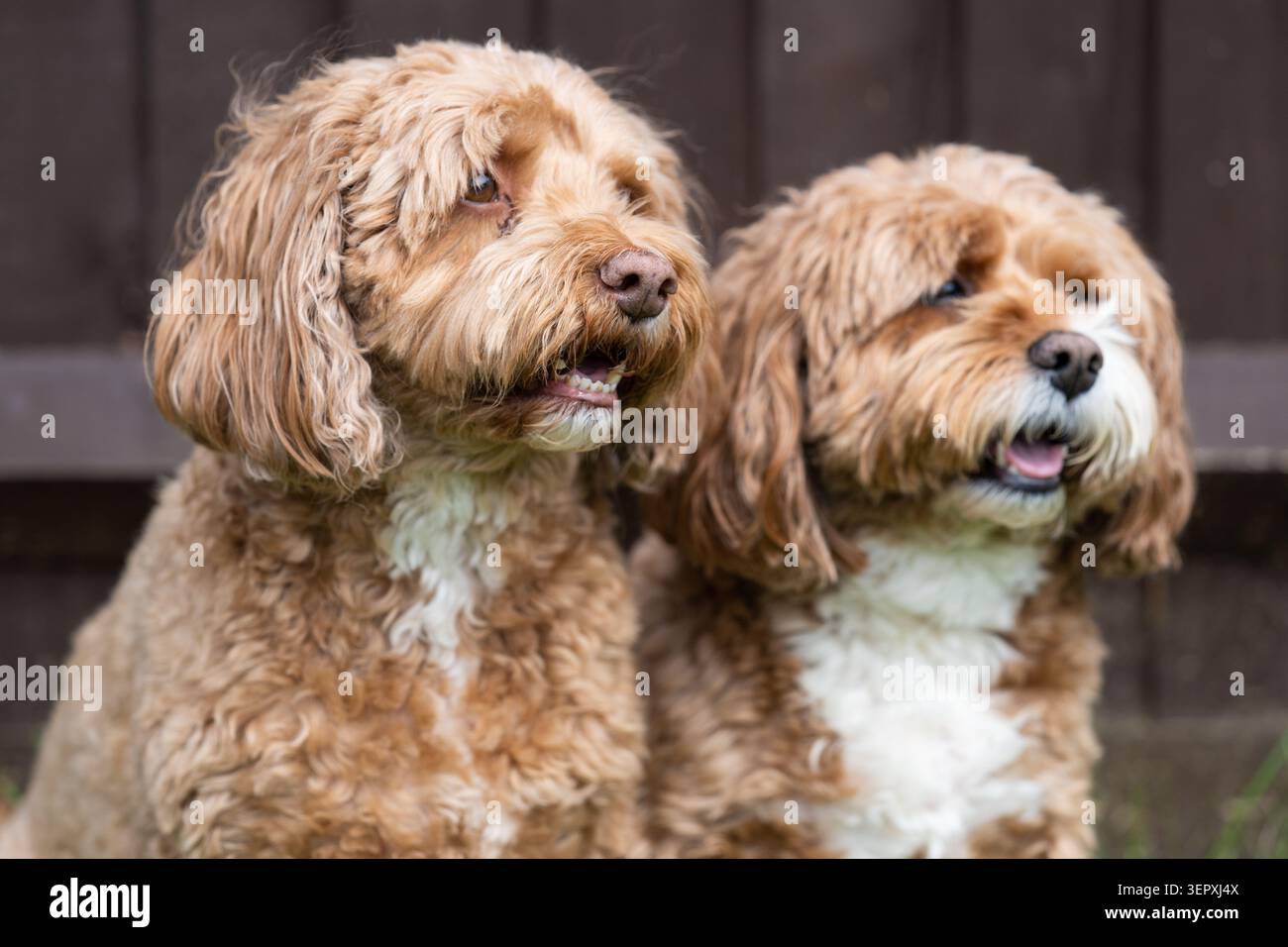 Due simpatici cani Ruby Cavapoo seduti insieme all'aperto che guardano lontano Foto Stock