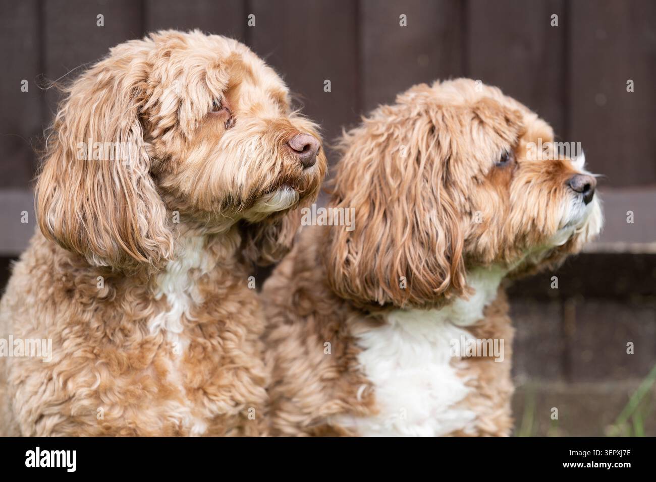 Due Ruby Cavapoo Dogs che guardano attentamente fianco a fianco Foto Stock