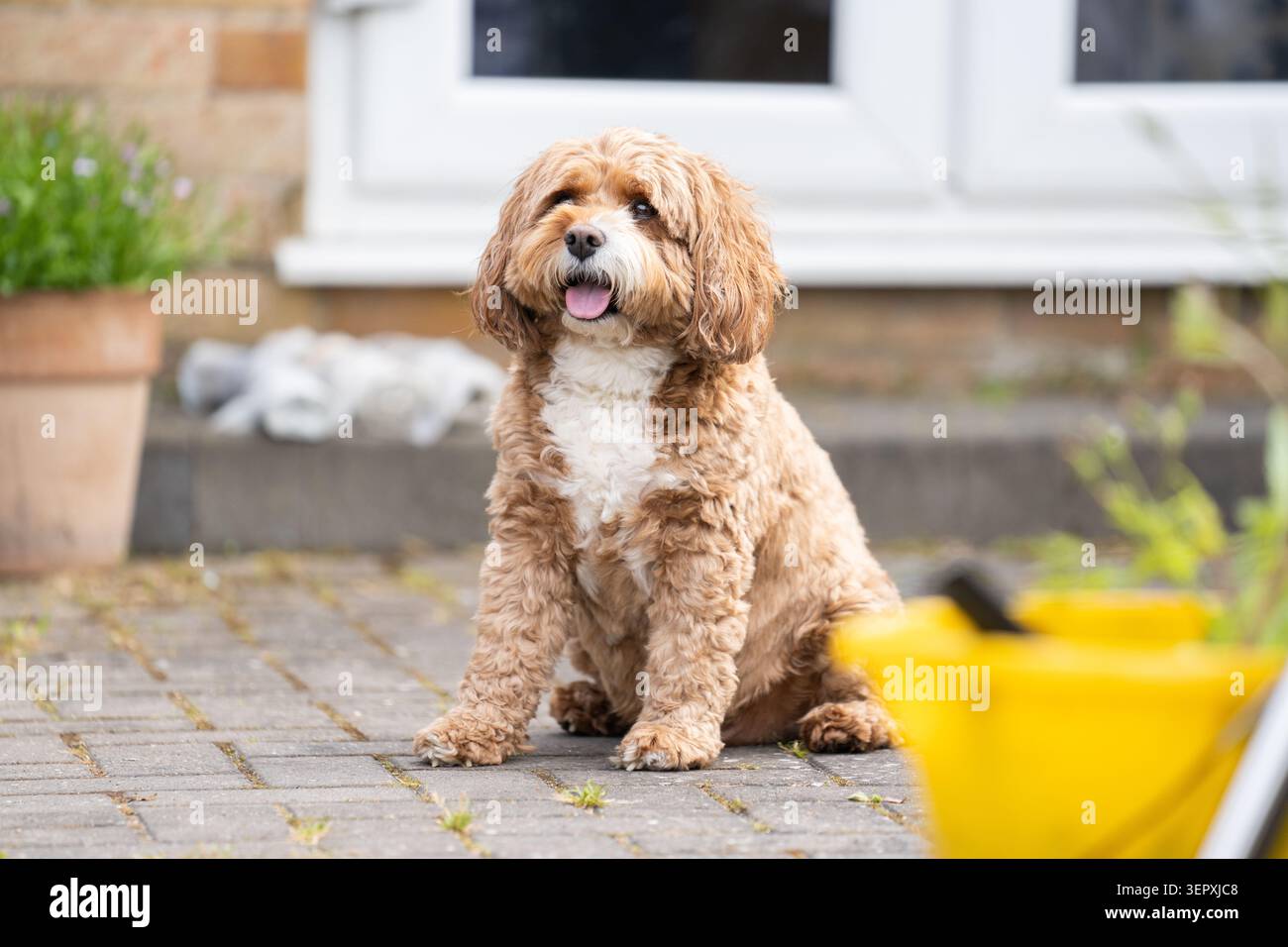 Carino Cavapoo Dog seduto sul patio fuori dalla casa di famiglia Foto Stock