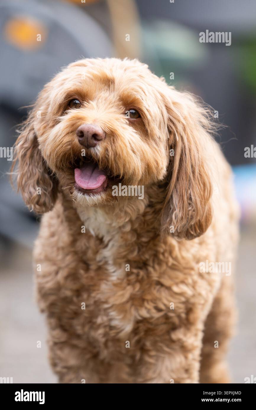 Primo piano Ritratto di Happy Cavapoo Dog con pelliccia riccia Foto Stock