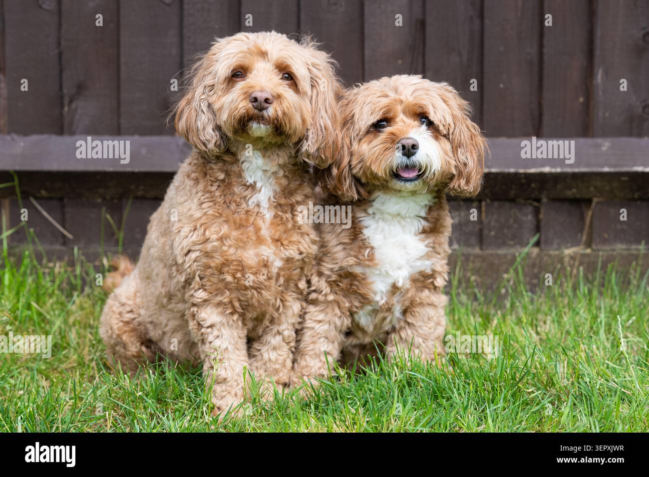 Due cani Brown Cavapoo si siedono insieme sull'erba in un giardino inglese Foto Stock