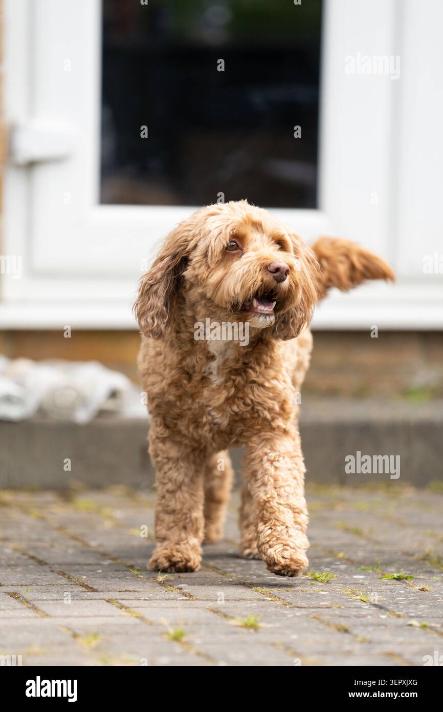Felice Ruby Cavapoo camminando attraverso un patio giardino verso la camera Foto Stock