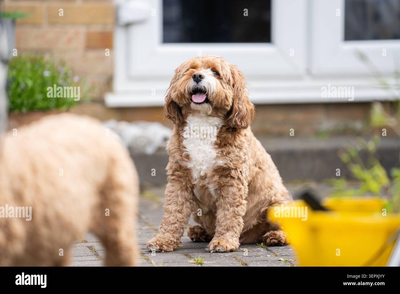 Felice Cavapoo seduto su un patio giardino che guarda in alto con la lingua fuori Foto Stock