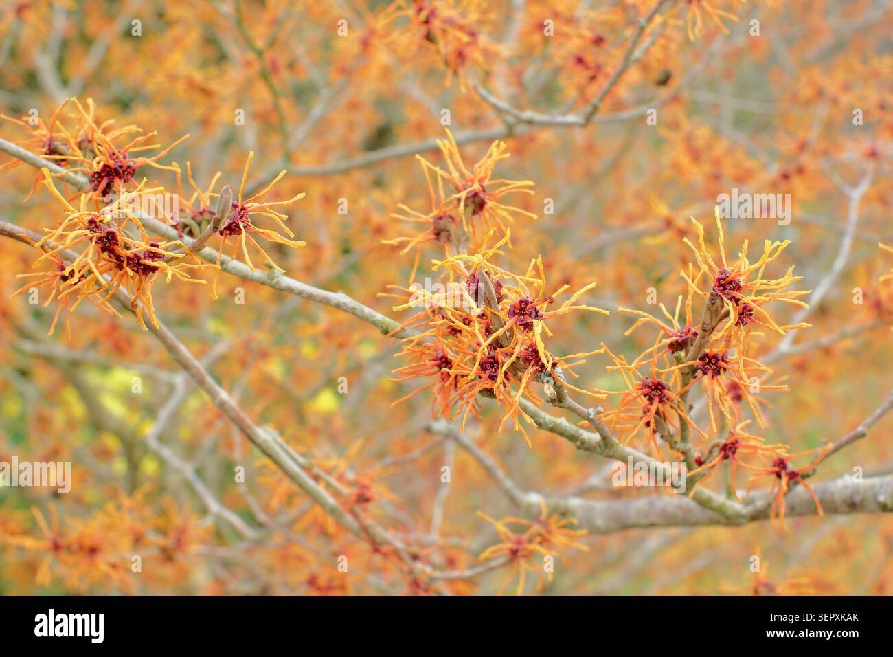 Hamamelis x intermedia "Afrodite", amelide in fiore. Afrodite. Arbusto di alberi in fiore d'inverno Foto Stock