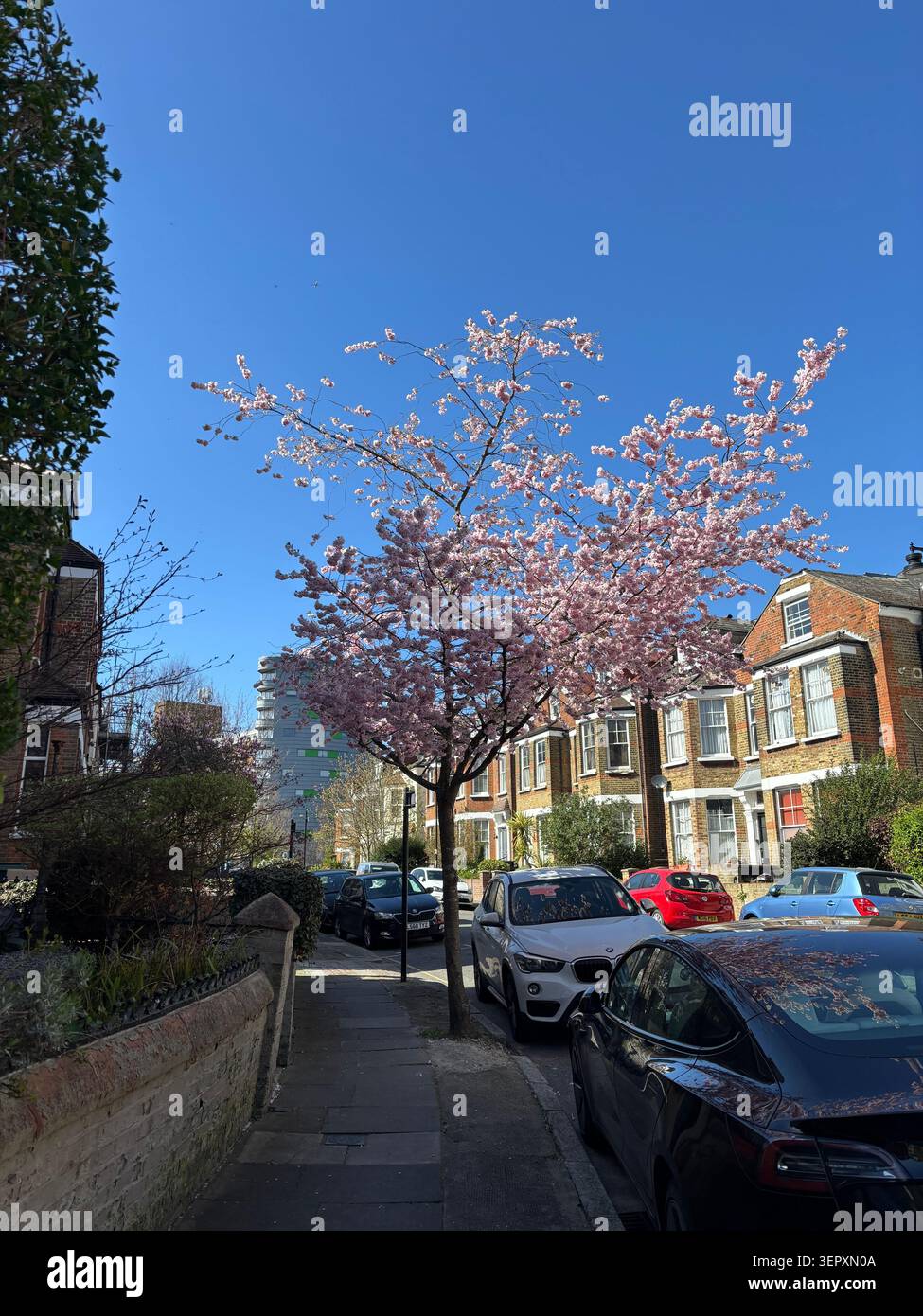 Alberi di ciliegio in fiore lungo una strada residenziale a Hornsey, North London, Inghilterra. - Immagine stock catturata con smartphone