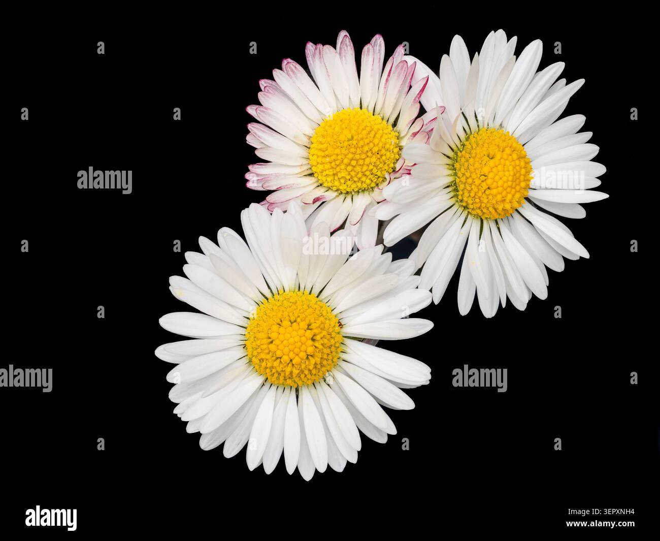 Un fiore a margherita bianco isolato su sfondo bianco. Disposizione piatta, vista dall'alto. Motivo floreale, oggetto Foto Stock