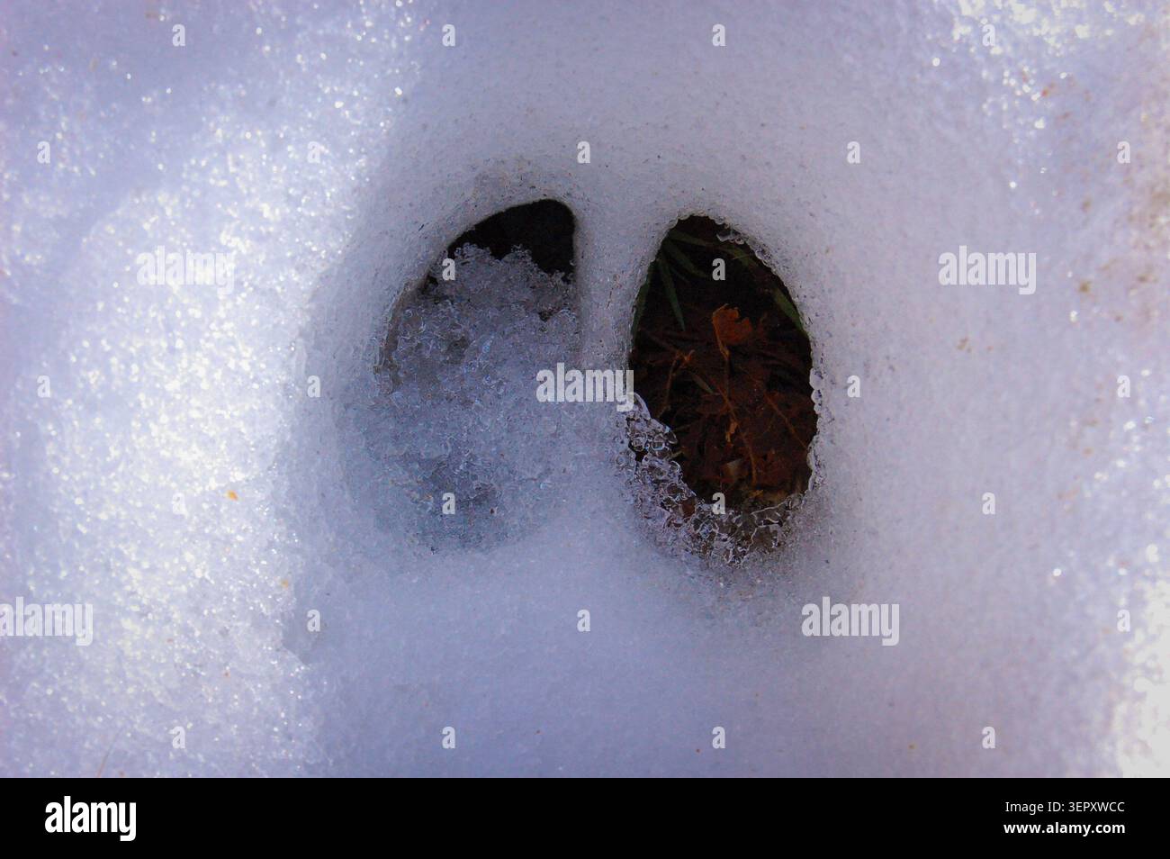 Impronta del piede nella neve di un cervo Foto Stock