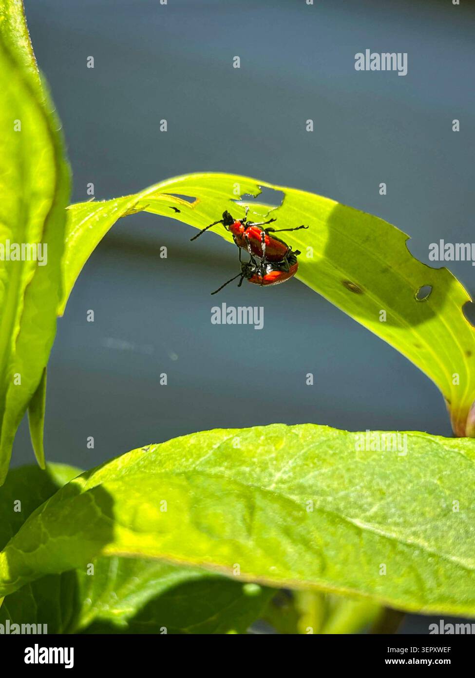 2 coleotteri rossi che si riproducono su una foglia Foto Stock