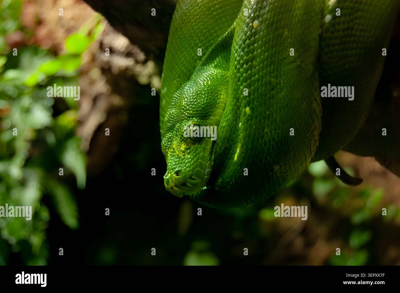 Serpente verde appeso al ramo Foto Stock