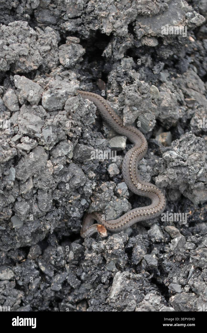 Un comune Martime Gater Snake di colore nero su una pila di asfalto Foto Stock