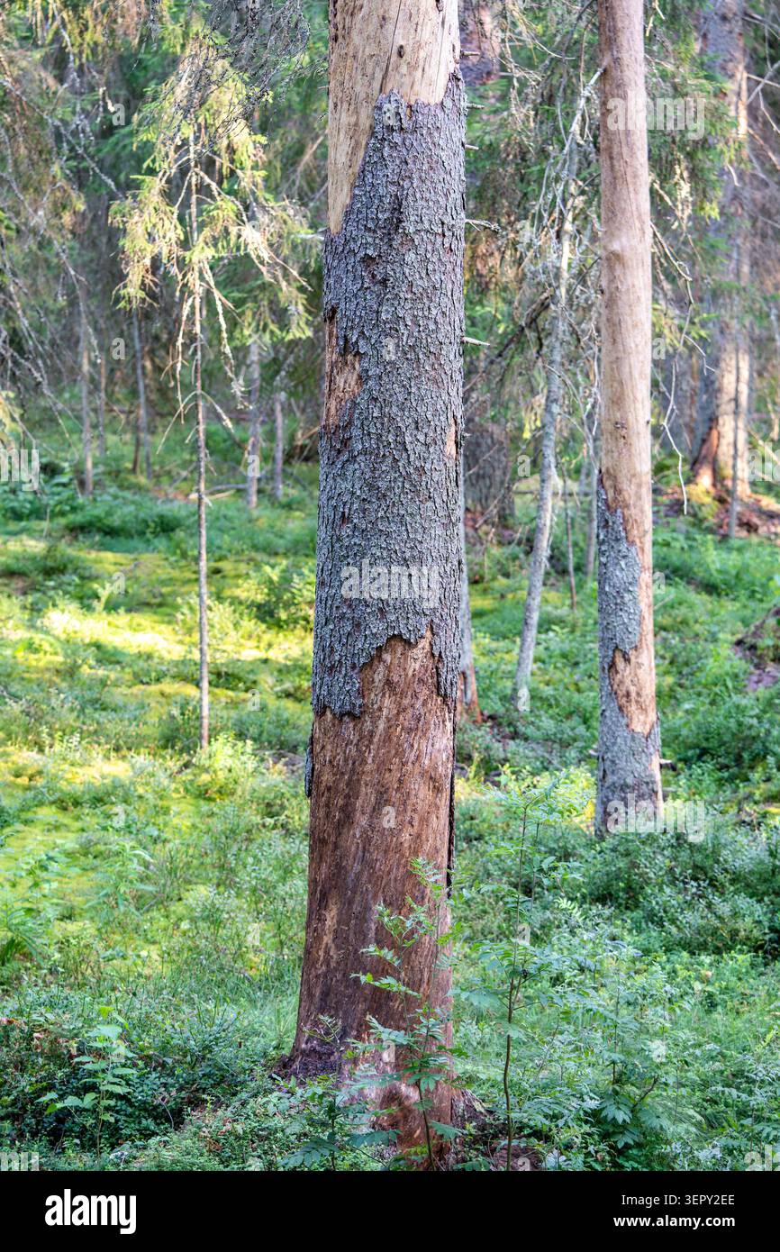 Abete rosso con superficie corteccia danneggiata che mostra l'invasione dei parassiti e il lavoro di coleottero corteccia nella foresta Foto Stock