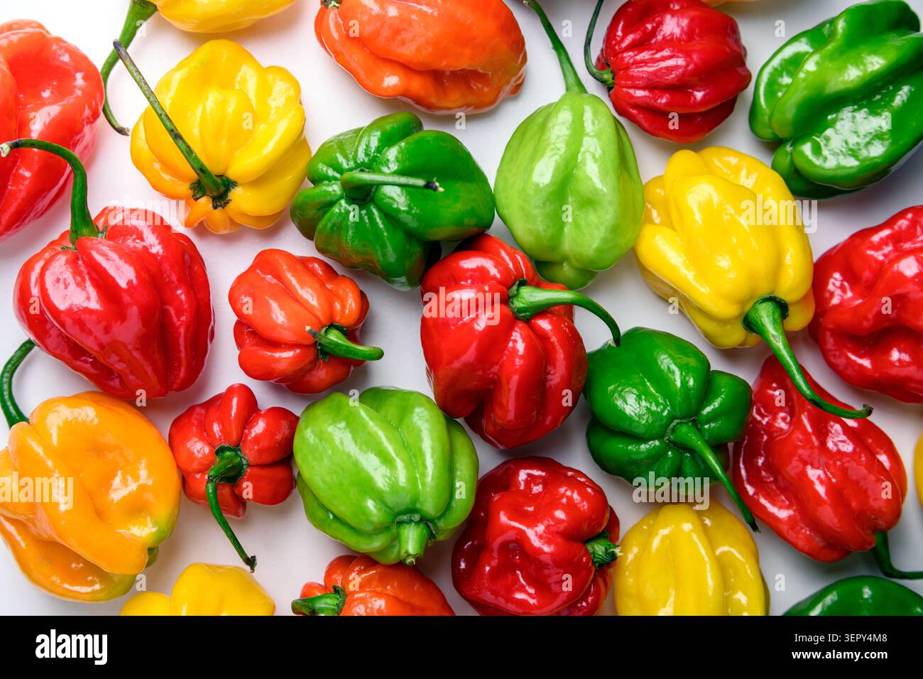 Peperoni habanero misti, struttura densamente ricoperta, colorata consistenza di fondo alimentare. Varietà di peperoncino rosso giallo verde cioccolato, concetto di prodotti freschi Foto Stock