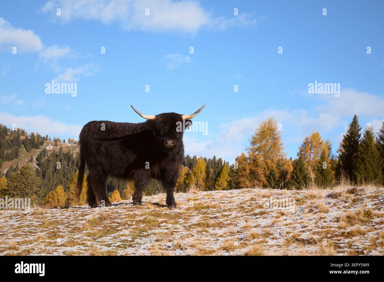 Bestiame delle Black Highland in piedi su un alpeggio ghiacciato nelle Dolomiti. Paesaggio rurale montano con colori autunnali e bestiame tradizionale Foto Stock