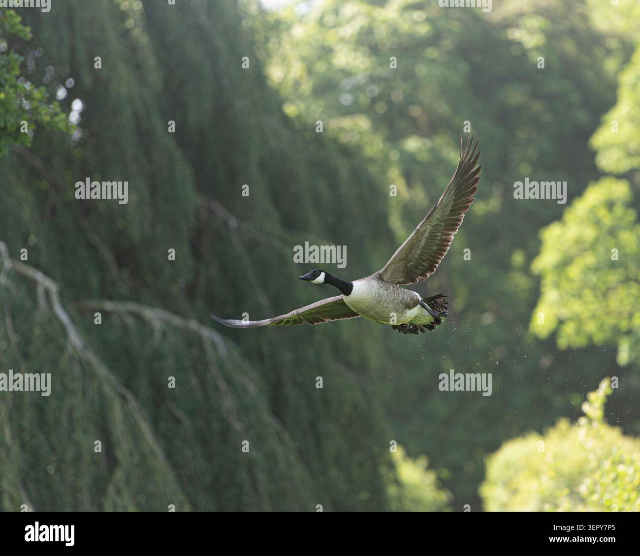 Canada Goose in volo Foto Stock